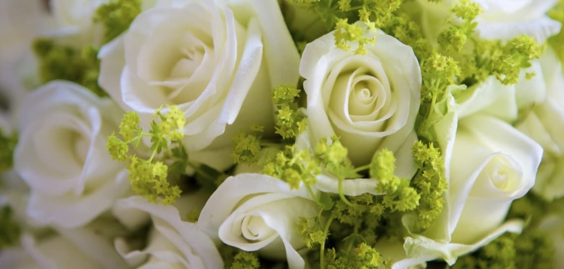 White roses White roses