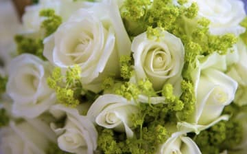 White roses White roses